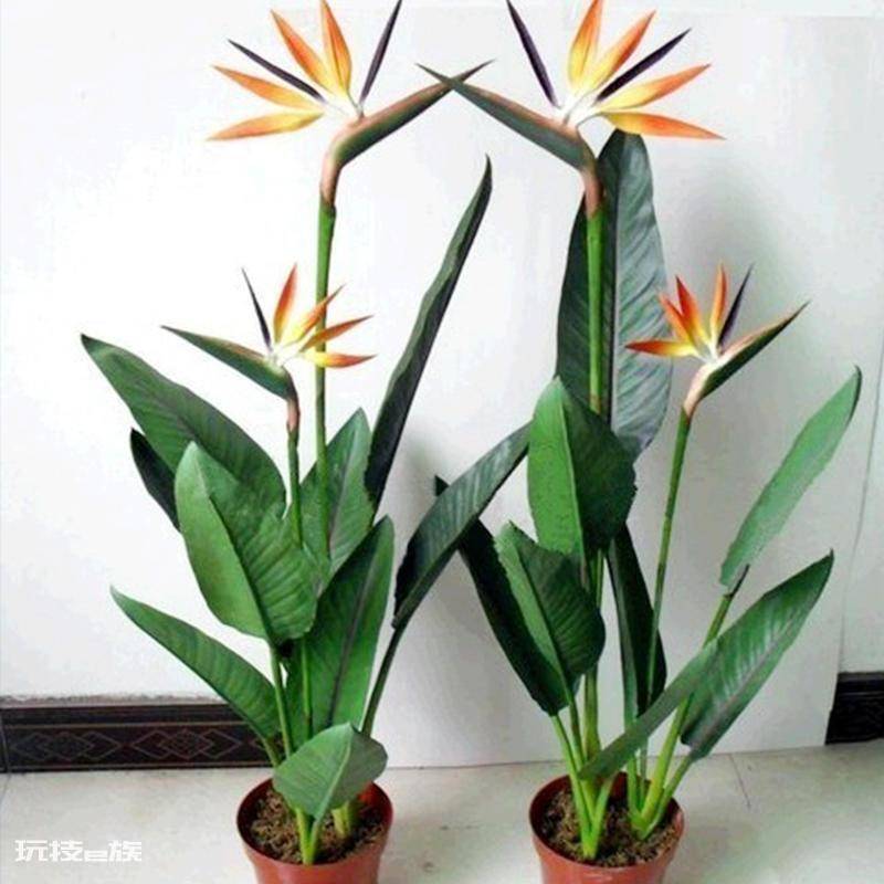 室内大型盆栽植物有哪些好养品种(养护简单不挑环境的绿植)-图片6